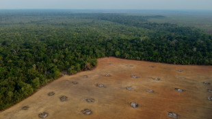 Br&eacute;sil: d&eacute;forestation record en Amazonie en octobre