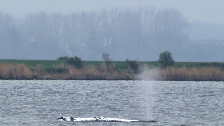 Drama um Buckelwal vor Poel: Rettungskonzept muss wom&ouml;glich ver&auml;ndert werden