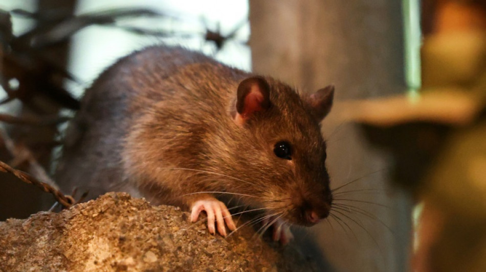 Stresser les rats, la m&eacute;thode de New York pour &eacute;viter qu'ils ne se reproduisent