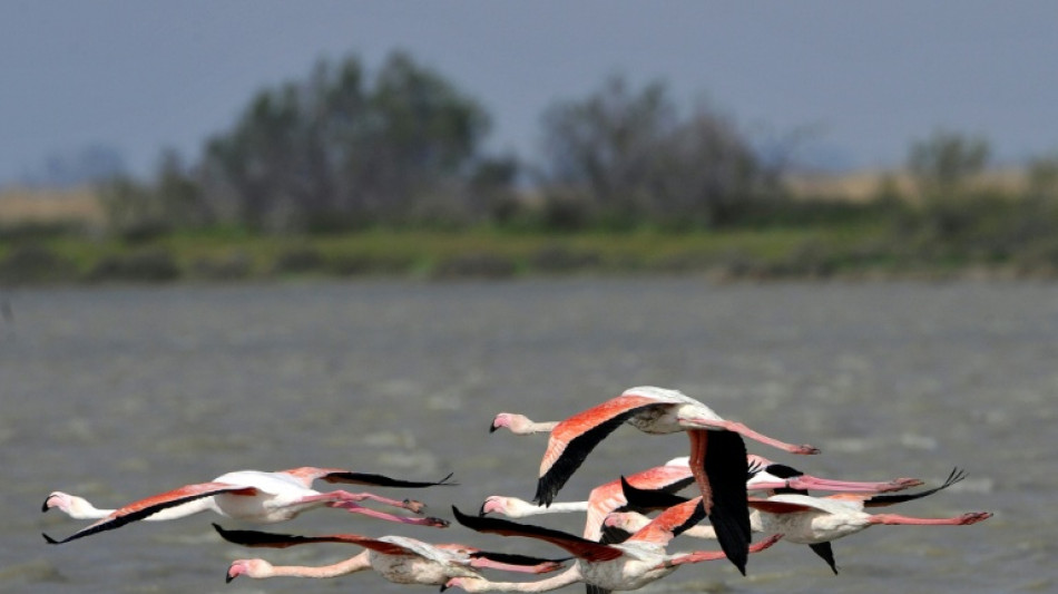 Les flamants roses migrateurs vieillissent mieux que les s&eacute;dentaires, selon une &eacute;tude