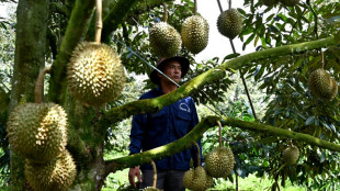 Sur les hauts plateaux du Vietnam, le lucratif durian remplace le caf&eacute;