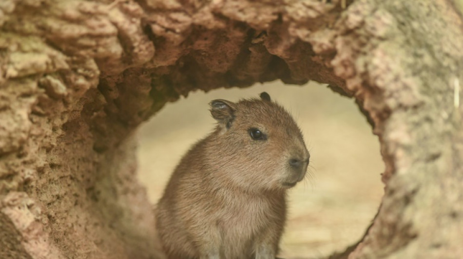 Un zool&oacute;gico de China encuentra a un capibara "fugitivo" tras dos meses de huida