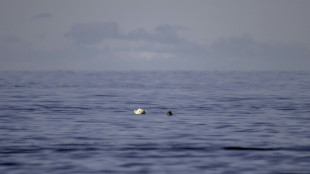 Un estudio advierte de la desaparici&oacute;n de los osos polares en la Bah&iacute;a de Hudson a causa del calor