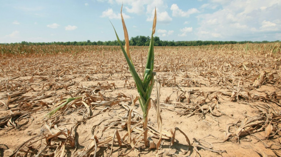 Studie: Klimawandel steigert Risiko gleichzeitiger D&uuml;rren in Getreideanbaugebieten