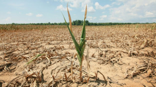 Studie: Klimawandel steigert Risiko gleichzeitiger D&uuml;rren in Getreideanbaugebieten