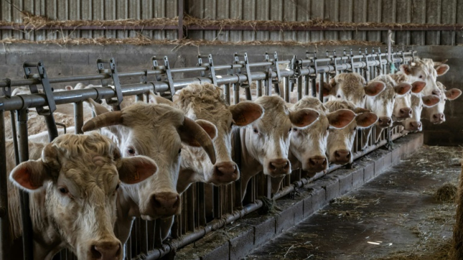 Agriculture: &eacute;lever plus pour importer moins? Une "fausse route", selon le R&eacute;seau action climat