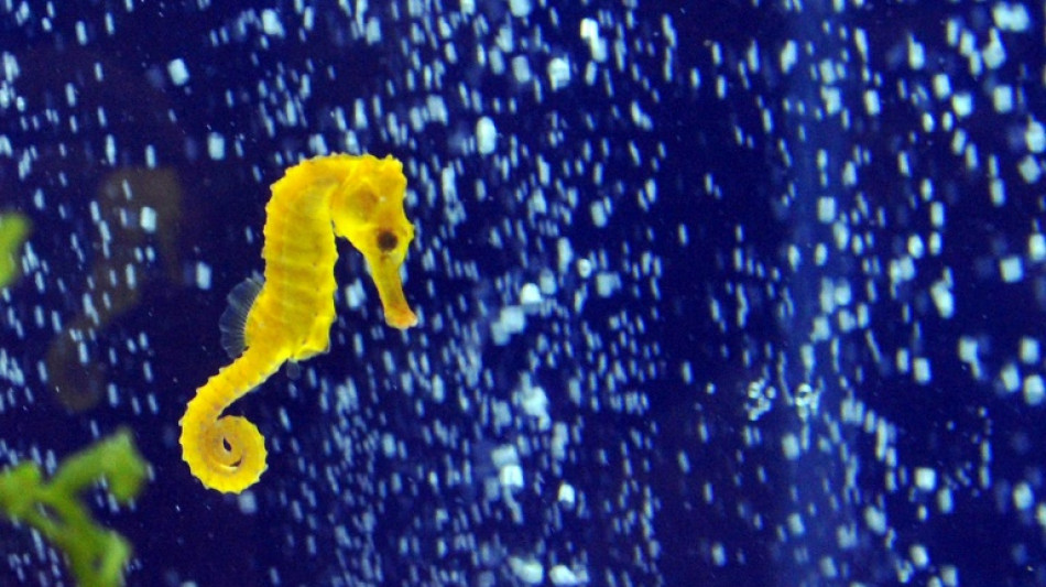 Tote Seepferdchen an Altglascontainer in Titisee-Neustadt: Herkunft unklar