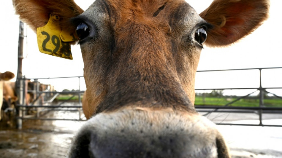 'Utter madness': NZ farmers agree dairy sale to French group