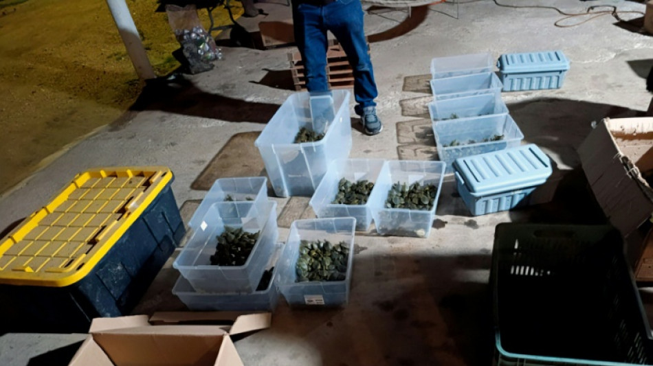 Rescatan en M&eacute;xico 3.427 cr&iacute;as de tortuga que eran traficadas