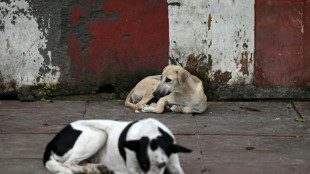 L'Inde revient sur sa décision de débarrasser Delhi des chiens errants