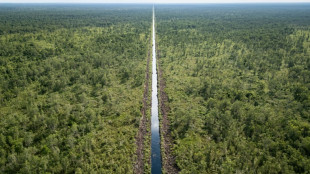 "Les poumons de la terre": le combat des Indon&eacute;siens pour sauver leurs tourbi&egrave;res