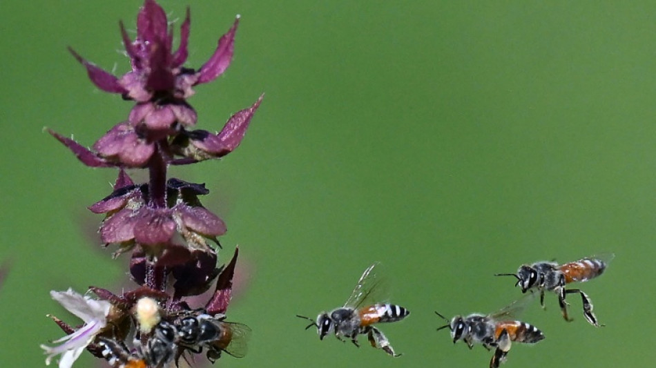 Cient&iacute;ficos australianos descubren una abeja "lucifer" con cuernos