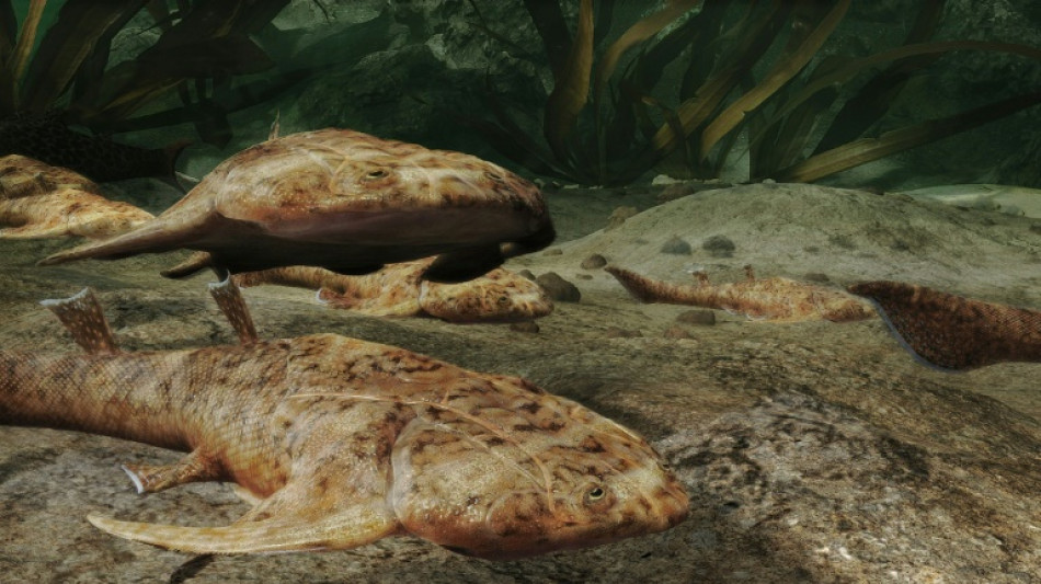 F&oacute;siles de peces hallados en China esclarecen la evoluci&oacute;n del ser humano