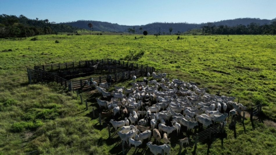 Lanzan un plan de monitoreo de pastoreo para reducir las emisiones en Sudam&eacute;rica