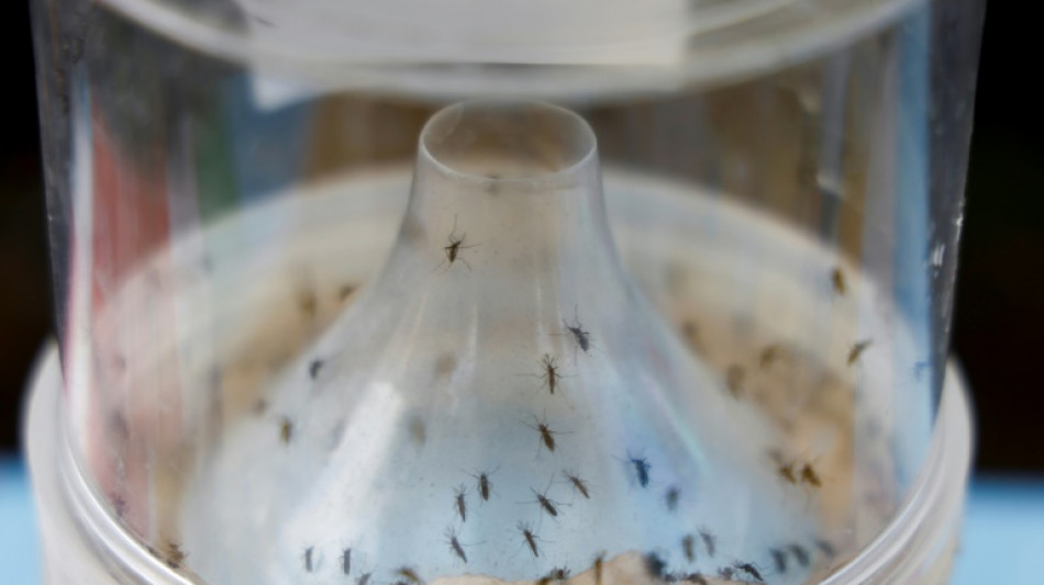 Nombre record de cas de maladies transmises par des moustiques en Europe, selon une agence de santé