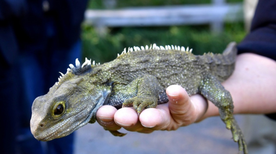 Descubrimiento del antepasado m&aacute;s antiguo de los lagartos