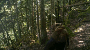 Le gouvernement rend possible l'effarouchement de l'ours dans les Pyr&eacute;n&eacute;es