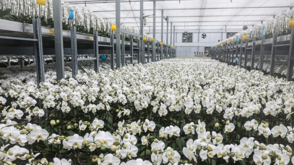 Taiwan's orchid growers dig in as US tariffs shoot up