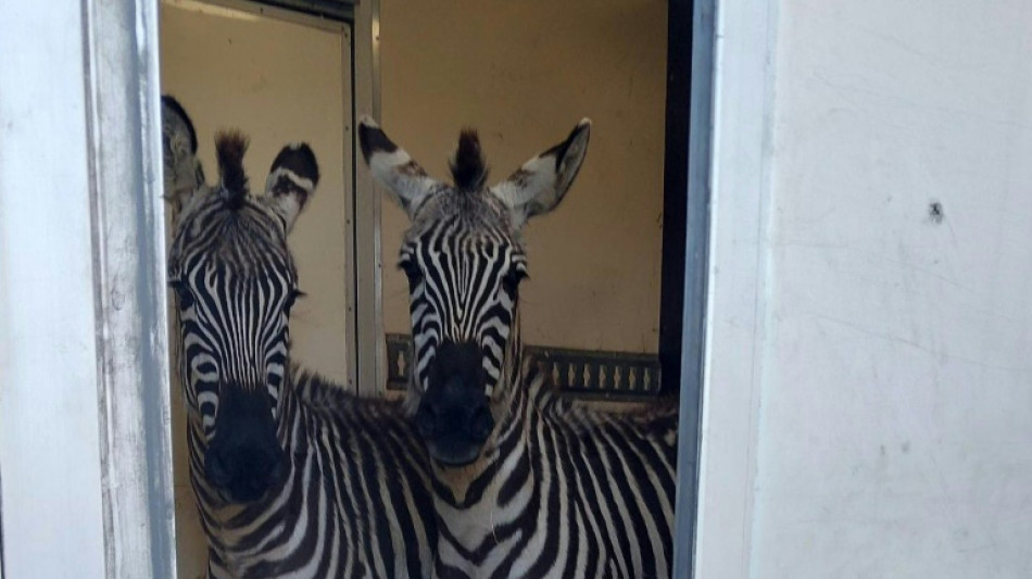 German police earn their stripes with zebra-loaded van stop