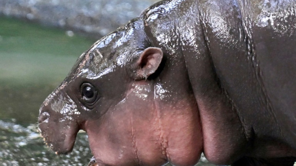 'Hippo Birthday': Thailand's Moo Deng marks one year old