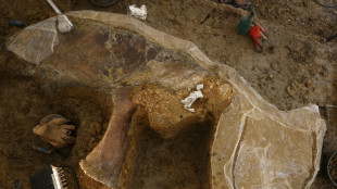 Une nouvelle esp&egrave;ce de dinosaure continue de sortir de terre en Charente