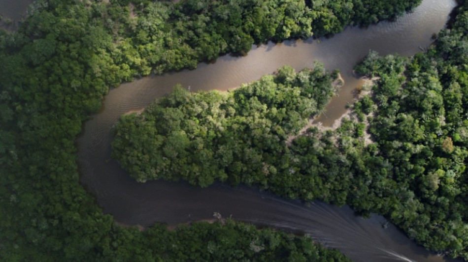 Hallan una nueva especie de marsupial en la Amazon&iacute;a de Per&uacute;