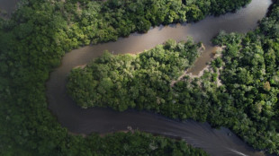 Hallan una nueva especie de marsupial en la Amazon&iacute;a de Per&uacute;