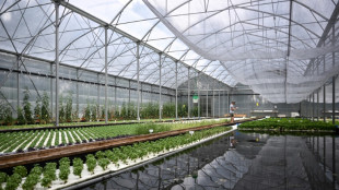 A Bordeaux, l'aquaponie veut passer &agrave; l'&eacute;chelle sup&eacute;rieure