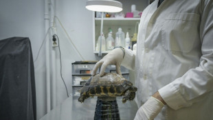 En Gr&egrave;ce, les animaux sauvages victimes des incendies et de la canicule