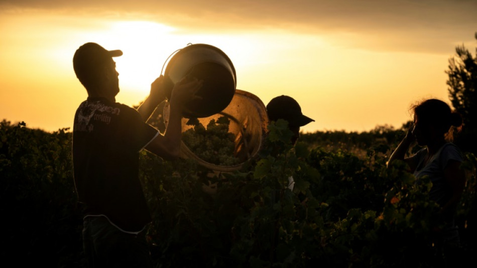 Des vendanges 2022 pr&eacute;coces, suspendues &agrave; la s&eacute;cheresse dans l'espoir d'un "joli" mill&eacute;sime