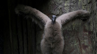 Un c&oacute;ndor incubado por humanos en Colombia inicia el largo camino a la libertad