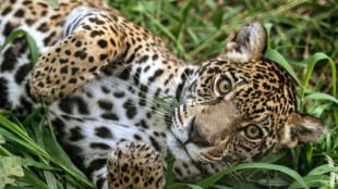 Ganaderos de Panam&aacute; adaptan sus fincas para proteger a jaguares