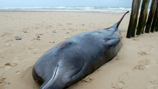 Une baleine à bec meurt après s'être échouée sur une plage du Pas-de-Calais