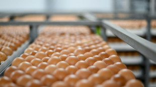 Dans les couvoirs fran&ccedil;ais, fini l'"aberration" du broyage des poussins m&acirc;les