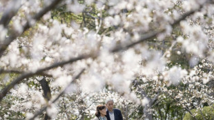 La saison des cerisiers en fleurs atteint son pic au Japon