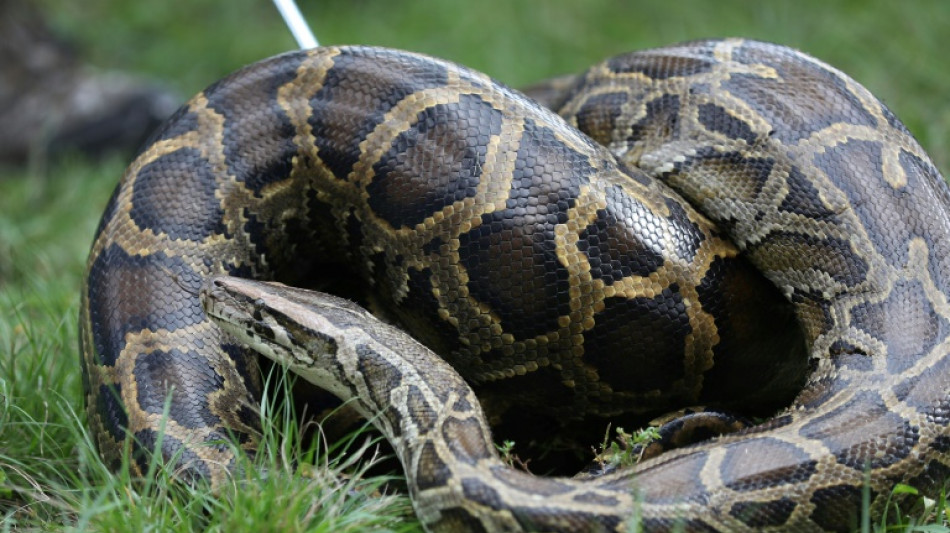 Drei Meter lange Würgeschlange in Bachlauf in Schleswig-Holstein entdeckt
