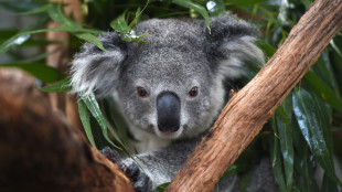 L'Australie consid&egrave;re les koalas "en danger"
