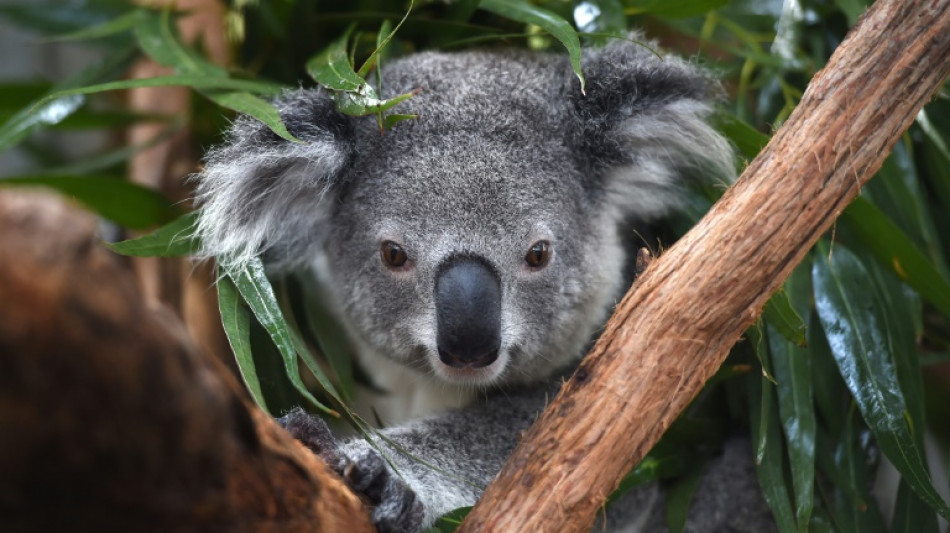 L'Australie veut multiplier les zones refuges pour sauver les koalas