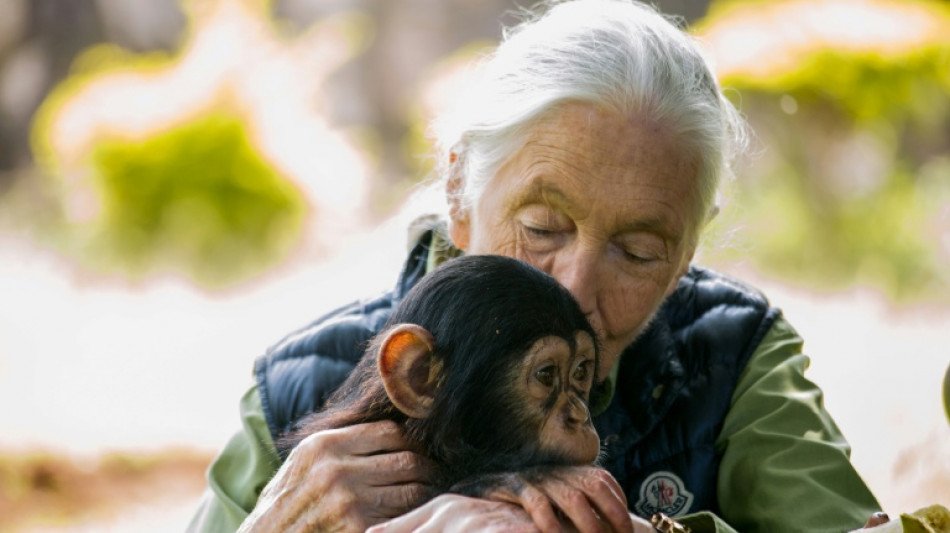 Jane Goodall, l'ambassadrice des chimpanz&eacute;s