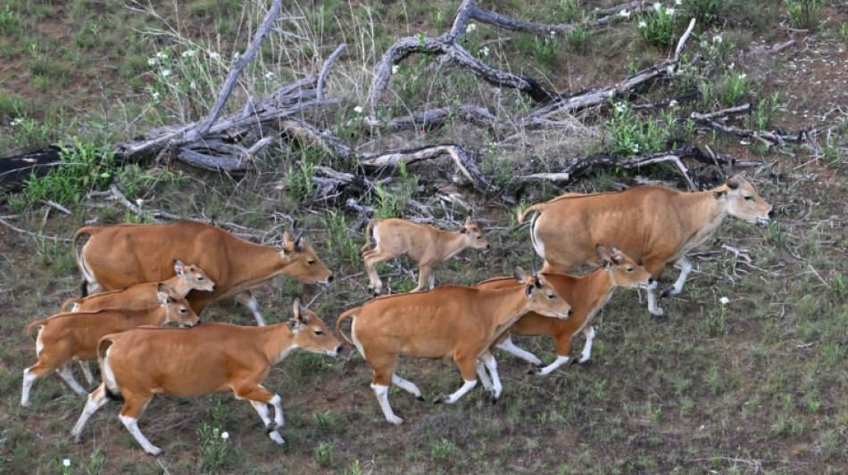 Bovinos en peligro de extinci&oacute;n, guiados con un helic&oacute;ptero en Camboya para llevarlos a una reserva