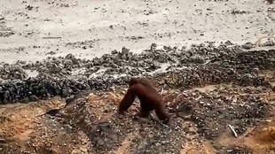 Un orangut&aacute;n perdido en una mina de carb&oacute;n ilustra la deforestaci&oacute;n en  en Indonesia