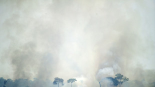 Br&eacute;sil: les surfaces incendi&eacute;es ont presque doubl&eacute; en novembre sur un an (ONG)