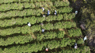 En Arabie saoudite, l'art d'extraire le parfum de la "cit&eacute; des roses"