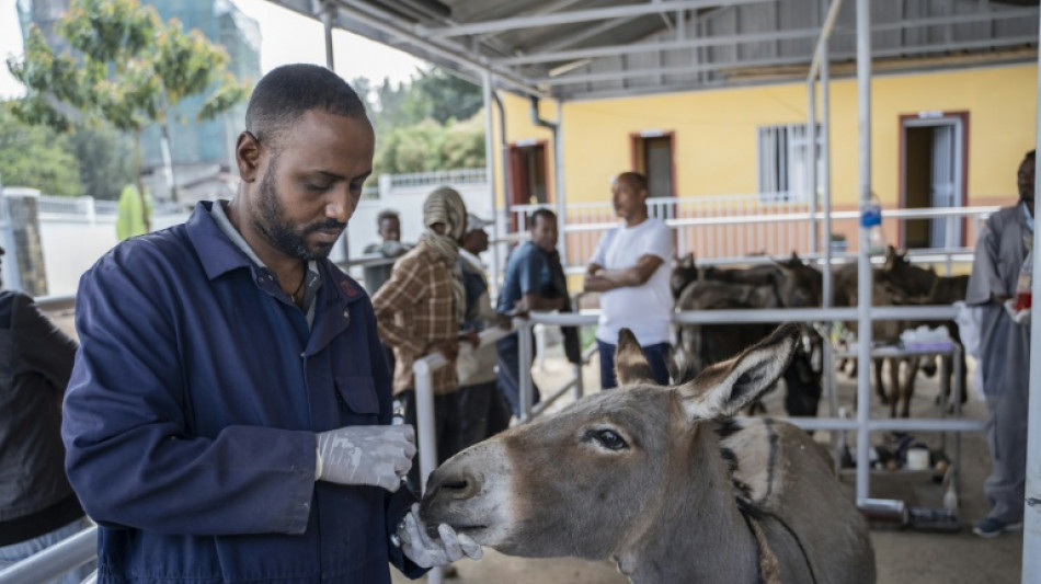 En Ethiopie, une clinique pour remettre des &acirc;nes sur pattes