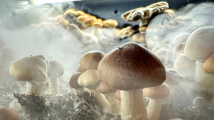 Nova Zel&acirc;ndia aprova uso medicinal de 'cogumelos m&aacute;gicos'