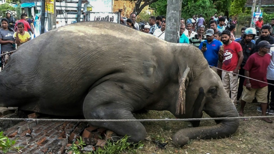 Sri Lanka: trois &eacute;l&eacute;phants tu&eacute;s au lendemain de la remise dans la nature de six autres