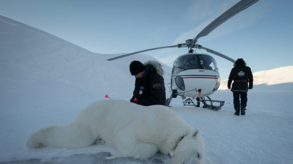 Polar bear biopsies to shed light on Arctic pollutants