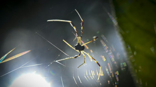 La aduana alemana descubre 1.500 arañas en envases de galletas