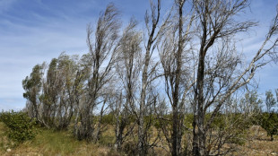 Le gouvernement pr&eacute;sente un "pacte" pour planter 50.000 km de nouvelles haies d'ici 2030