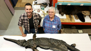 Identifican al "drag&oacute;n espada", una nueva especie de reptil marino prehist&oacute;rico